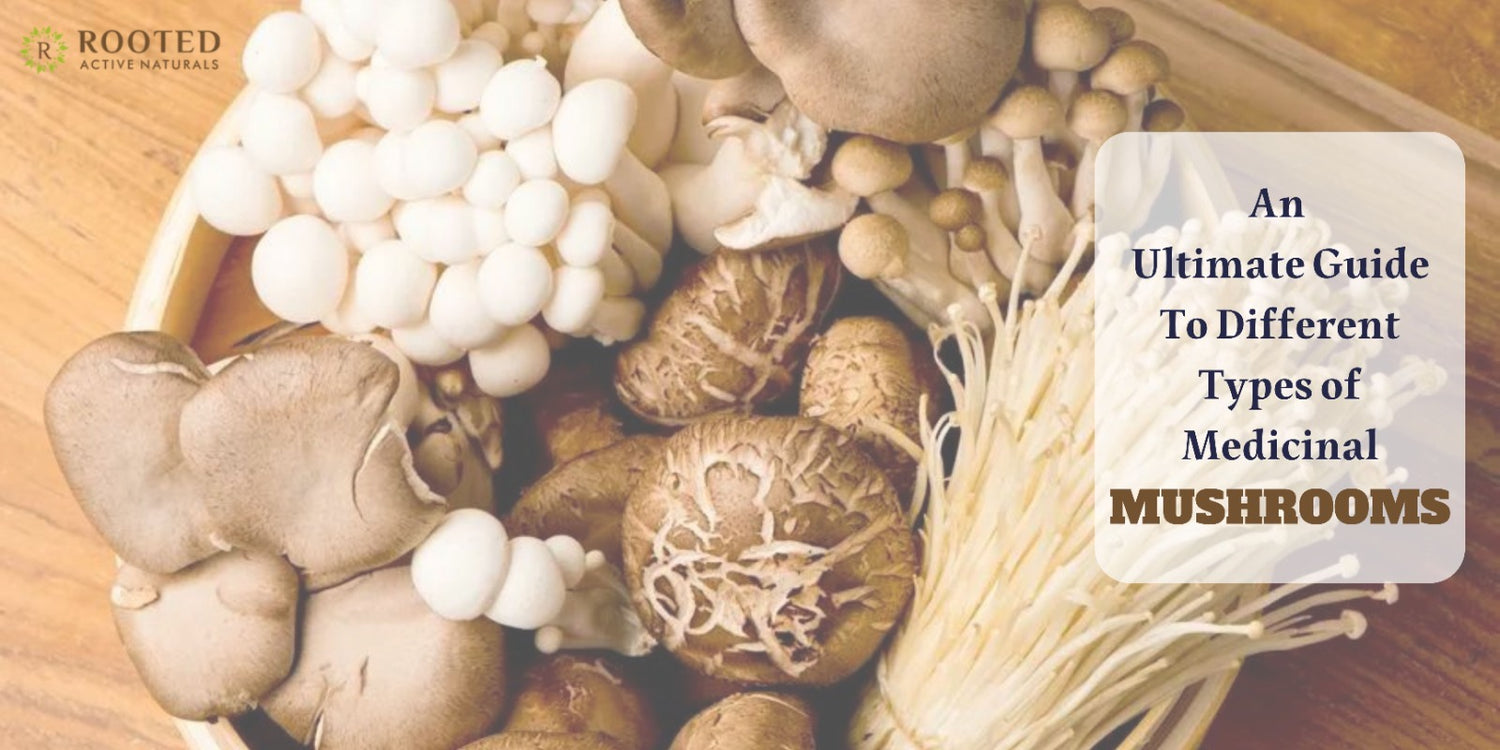 An Ultimate Guide To Different Types Of Medicinal Mushrooms - Rooted 